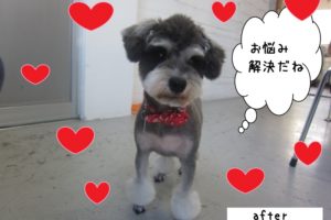 おすましMシュナ