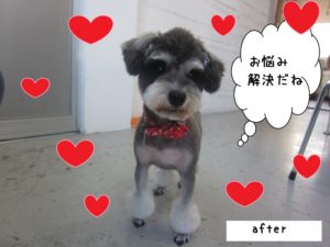 おすましMシュナ