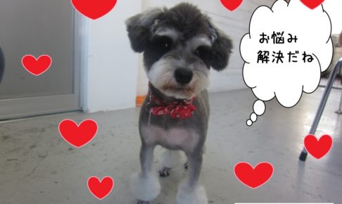 おすましMシュナ