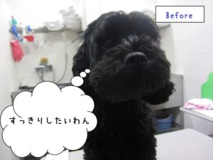 カット前黒トイプードル
