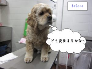 カット前コッカー