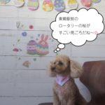 おすわりトイプードル