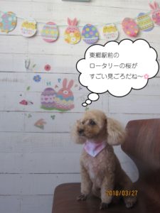 おすわりトイプードル