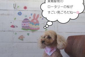 おすわりトイプードル