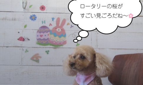 おすわりトイプードル