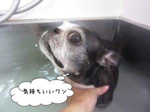 スパ中ボストンテリア