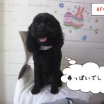 おすわりミックス