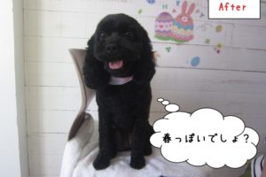 おすわりミックス