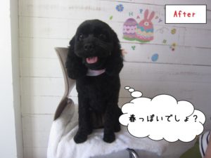 おすわりミックス