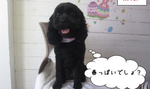 おすわりミックス