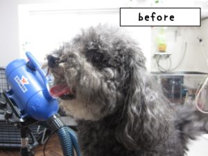 カット前トイプードル