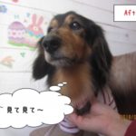 えっへんおすましミニチュアダックス