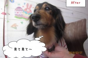 えっへんおすましミニチュアダックス