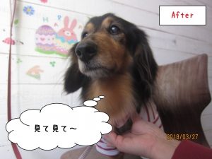 えっへんおすましミニチュアダックス