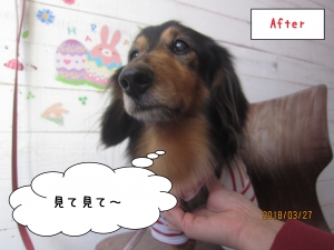 えっへんおすましミニチュアダックス