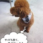 横向きトイプードル