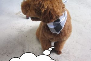 横向きトイプードル