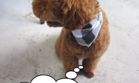 横向きトイプードル