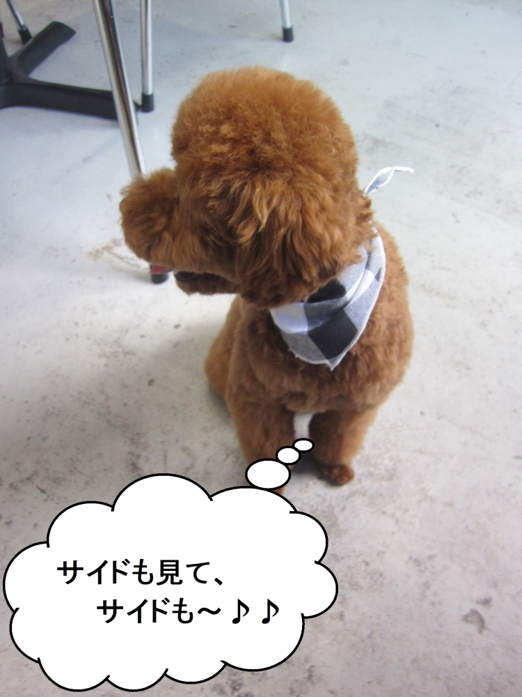 横向きトイプードル