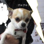 びっくりチワワ