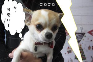 びっくりチワワ