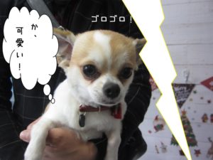びっくりチワワ