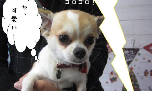 びっくりチワワ