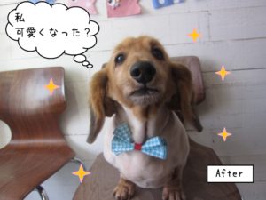 カット後ミニチュアダックス