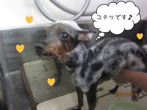 シャンプー中ミックス