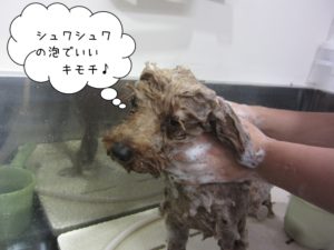 シャンプー中トイプードル