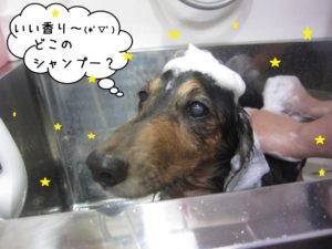 シャンプー中ミニチュアダックス