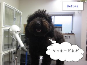 カット前黒トイプードル