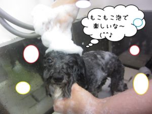 シャンプー中トイプードル