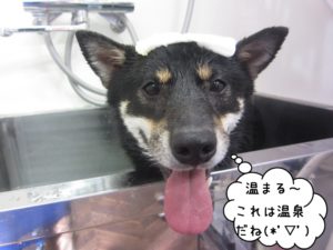 スパ中柴犬