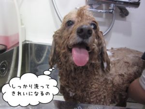 シャンプー中トイプードル