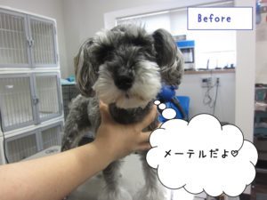 カット前Mシュナ