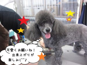 カット前トイプードル