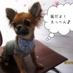 えっへんチワワ