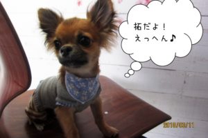えっへんチワワ