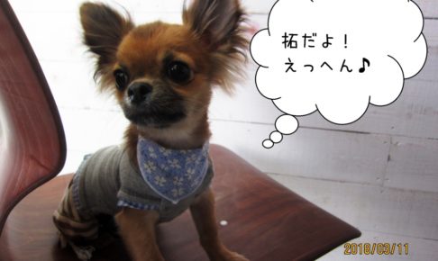 えっへんチワワ