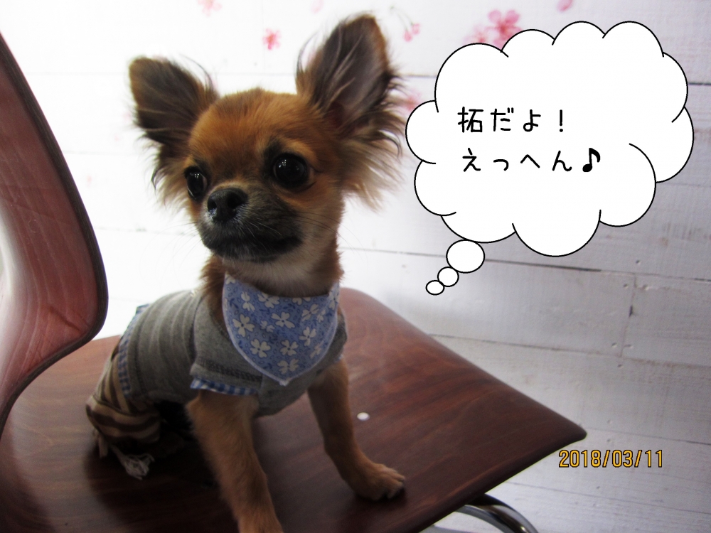 えっへんチワワ