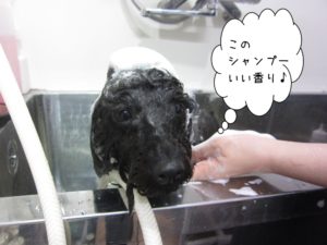 シャンプー中トイプードル