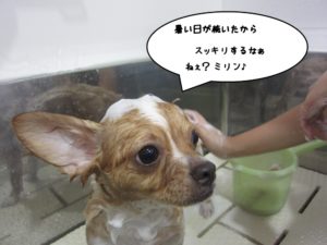 シャンプー中チワワ