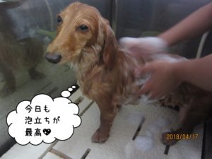 シャンプー中ミニチュアダックス