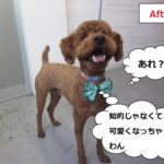 笑顔トイプードル