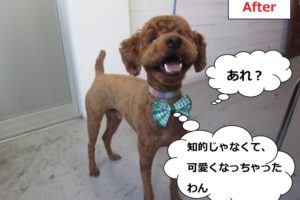 笑顔トイプードル