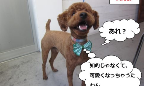 笑顔トイプードル