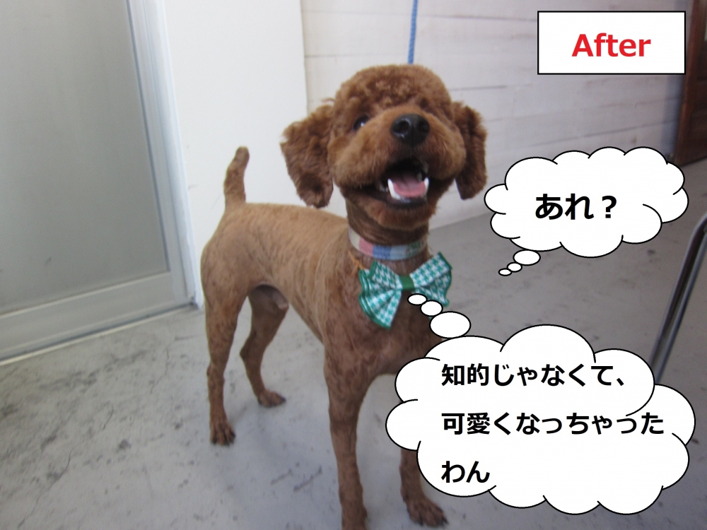 笑顔トイプードル