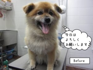 カット前ミックス犬