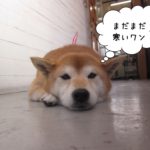 のんびりくつろぎ柴犬